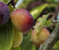 Prunus dom. 'Reine Claude d'Oullins' - Prunus dom. 'Reine Claude d'Oullins' - 3