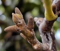 Juglans regia 'Rita' - Walnoot 'Rita' - nieuwe bloeiknoppen oktober 2023