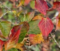 Cornus kousa 'Venus' - Japanse grootbloemige kornoelje ‘Venus' - 1