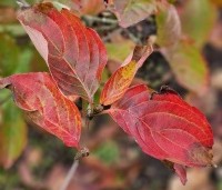 Cornus kousa 'Venus' - Japanse grootbloemige kornoelje ‘Venus' - 2