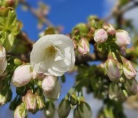 Prunus serrulata 'Shirotae' - Japanse Sierkers - 1