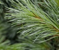 Pinus flexillis 'Vanderwolf's Pyramid' - Den - 1