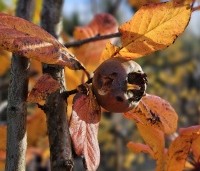 Mespilus germanica - Mispel - 3