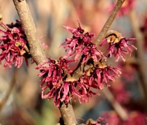 Hamamelis Amesthyst