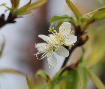 Prunus Serrula