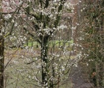 Prunus Spinosa