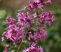 Syringa vulgaris 'Dark Purple'