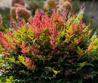 Nandina domestica 'Obsessed' - Hemelse bamboe 'Obsessed' - 1