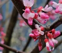 Cercis canadensis 'Tennesee Pink' - Canadese Judasboom - 1