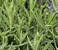 Lavandula angustifolia 'Hidcote' - Lavendel 'Hidcote' - 2