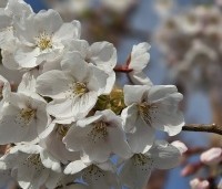 Prunus x yedoensis  - Yoshinokers - 2