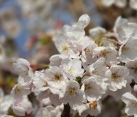 Prunus x yedoensis  - Yoshinokers - 1