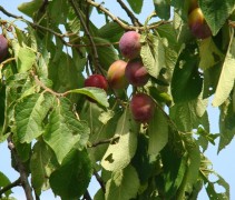 Prunus domestica 'Victoria'