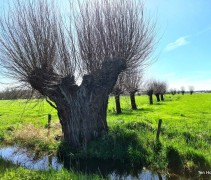 Salix alba