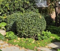 Prunus lusitanica 'Angustifolia' - Portugese laurier - 3