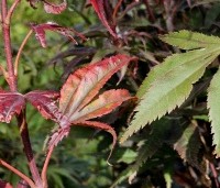 Acer palmatum 'Shaina' - Japanse Esdoorn 'Shaina' - 1