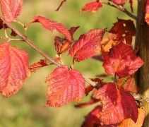 Herfstkleur Acer rufinerve