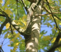 Sophora japonica