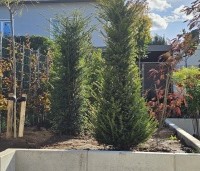 Taxus baccata - Venijnboom - haagplanten als solitairen geplant