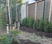 Taxus baccata - Venijnboom - 1