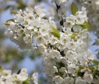 Prunus avium 'Schneider's Späte Knorpelkirsche' - Prunus avium 'Schneider's Späte Knorpelkirsche' - 1
