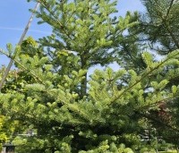 Abies koreana - Koreaspar - 1