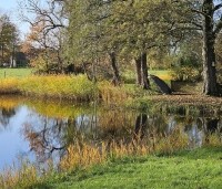 Alnus glutinosa - Zwarte Els - 2