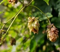 Humulus Lupulus, de wilde Hop plant is inheems in Nederland