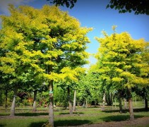 Gleditsia triacanthos ‘Sunburst’ 