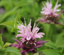 Monarda Beauty of Copham