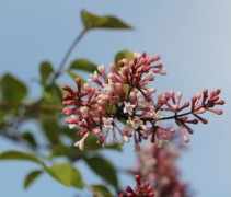 Sering 'Superba' met roze witte bloemen