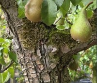 Pyrus com. 'Conference' - Pyrus com. 'Conference' - 1