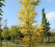 Ginkgo biloba