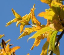 Mespilus herfstgeel