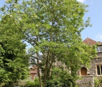Robinia peudoacacia ‘Bessoniana’ meerstammige boom