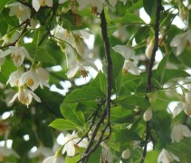 Styrax japonicus bloei