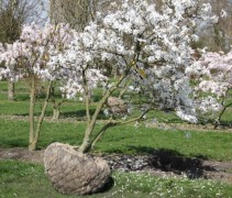 Magnolia stellata Rosea meerstam struik gerooid, met draadkluit klaar voor transport naar de klant