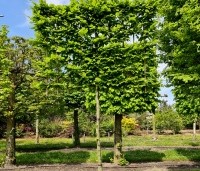 Carpinus betulus - Haagbeuk - 2