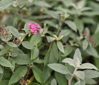 Buddleja davidii 'Butterfly Candy Little Ruby' - dwergvlinderstruik rood - oktober grijs blad