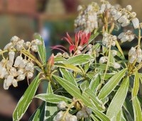Pieris 'Flaming Silver' - Pieris 'Flaming Silver' - 1