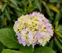 Hydrangea macrophylla Endless Summer Roze - Bolhortensia - 1