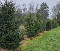 Taxus baccata - Venijnboom - 3