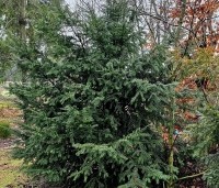 Taxus baccata - Venijnboom - 2