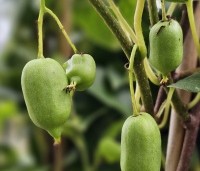 Actinidia deliciosa 'Jenny' - Kiwi zelfbestuivend Quickhedge - 2