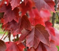Acer rubrum 'Brandywine' - Acer rubrum 'Brandywine' - 3