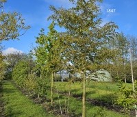 Carpinus henryana - Chinese haagbeuk - 1