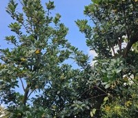 Arbutus unedo - Aardbeiboom - 1