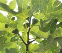 Ficus