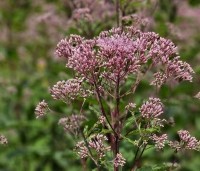 Eupatorium maculatum 'Atropurpureum' - Koninginnekruid - 1
