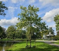 Quercus robur - Zomereik - in park